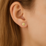 BROQUELES "THALINDRA"